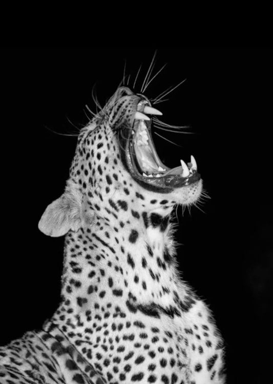 Classic Semi-Gloss Cheetah Poster